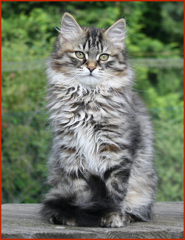 Sibirische Katze Anthea Sibirische Katze Anthea von den Schwarzwaldtigern