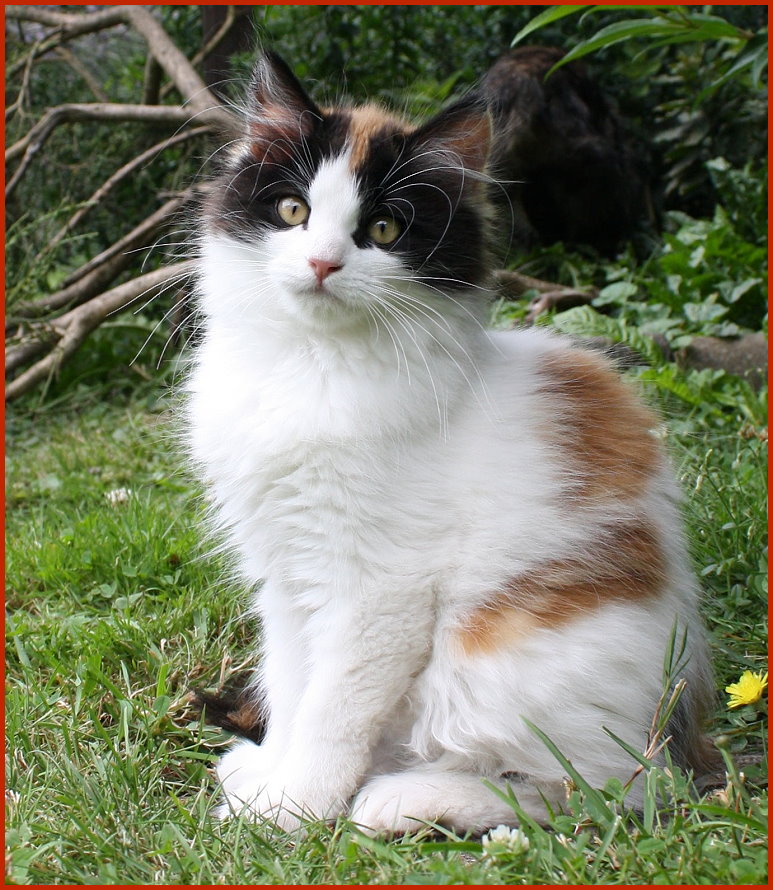 Sibirische Katze Atalante Sibirische Katze Atalante von den Schwarzwaldtigern