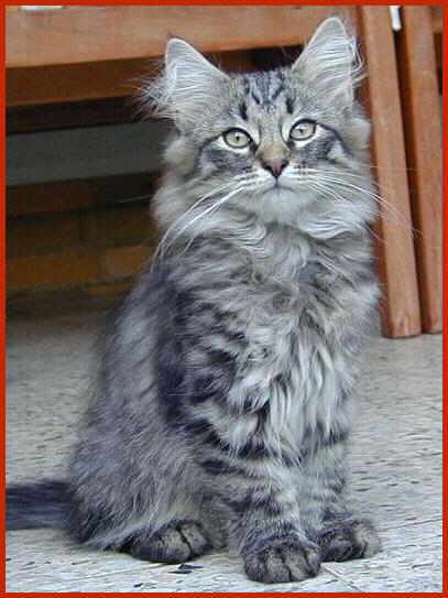 Sibirische Katze Andrijan von den Schwarzwaldtigern