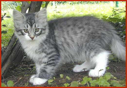 Sibirische Katze Aurin von den Schwarzwaldtigern