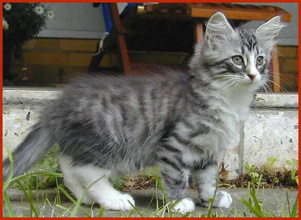 Sibirische Katze Aurin von den Schwarzwaldtigern