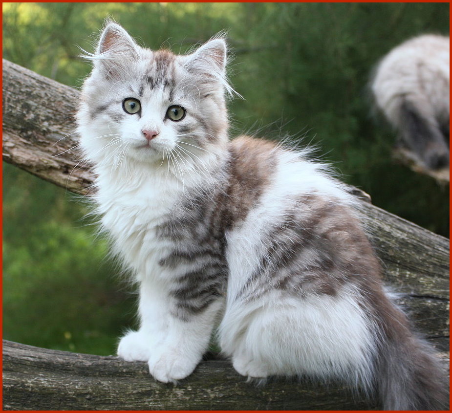 Sibirischer Kater Baldur von den Schwarzwaldtigern