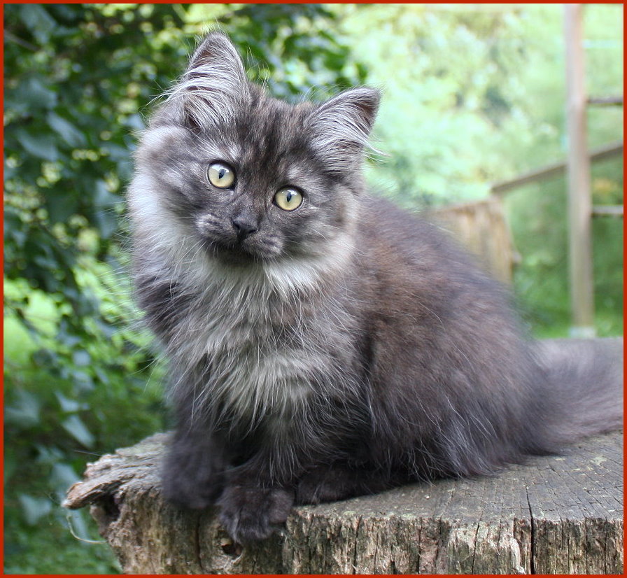Sibirische Katze Banafscheh von den Schwarzwaldtigern