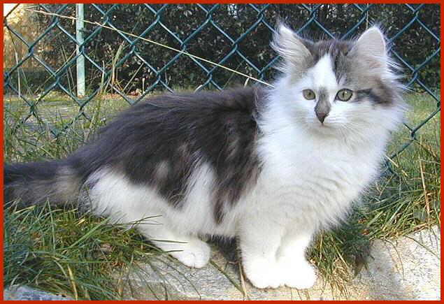 Sibirische Katze Bela Bacardi von den Schwarzwaldtigern