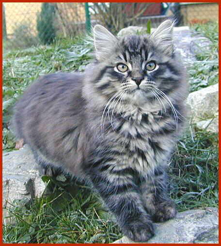 Sibirische Katze Bui Baracuda von den Schwarzwaldtigern