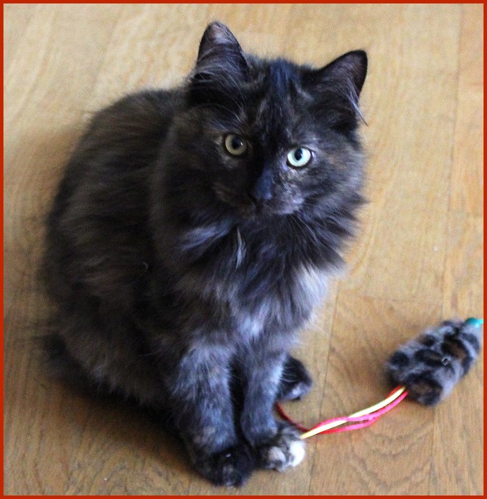 Cassandra 5,5 Monate