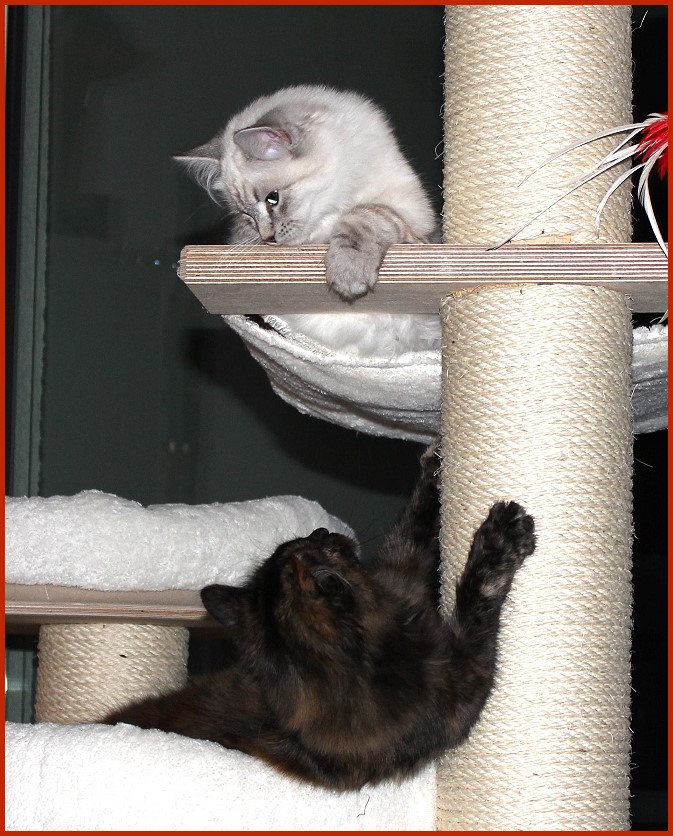 Cassandra 5,5 Monate