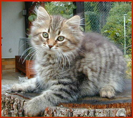 Sibirische Katze Calista von den Schwarzwaldtigern