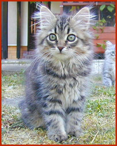 Sibirische Katze Cecilia von den Schwarzwaldtigern