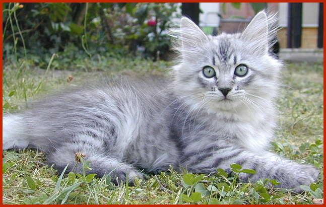Sibirische Katze Cumulus von den Schwarzwaldtigern