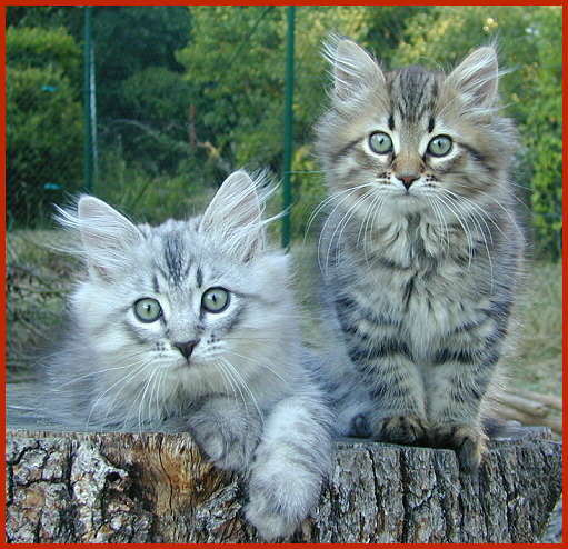 Sibirische Rassekatzen von den Schwarzwaldtigern