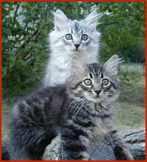 Sibirische Rassekatzen von den Schwarzwaldtigern