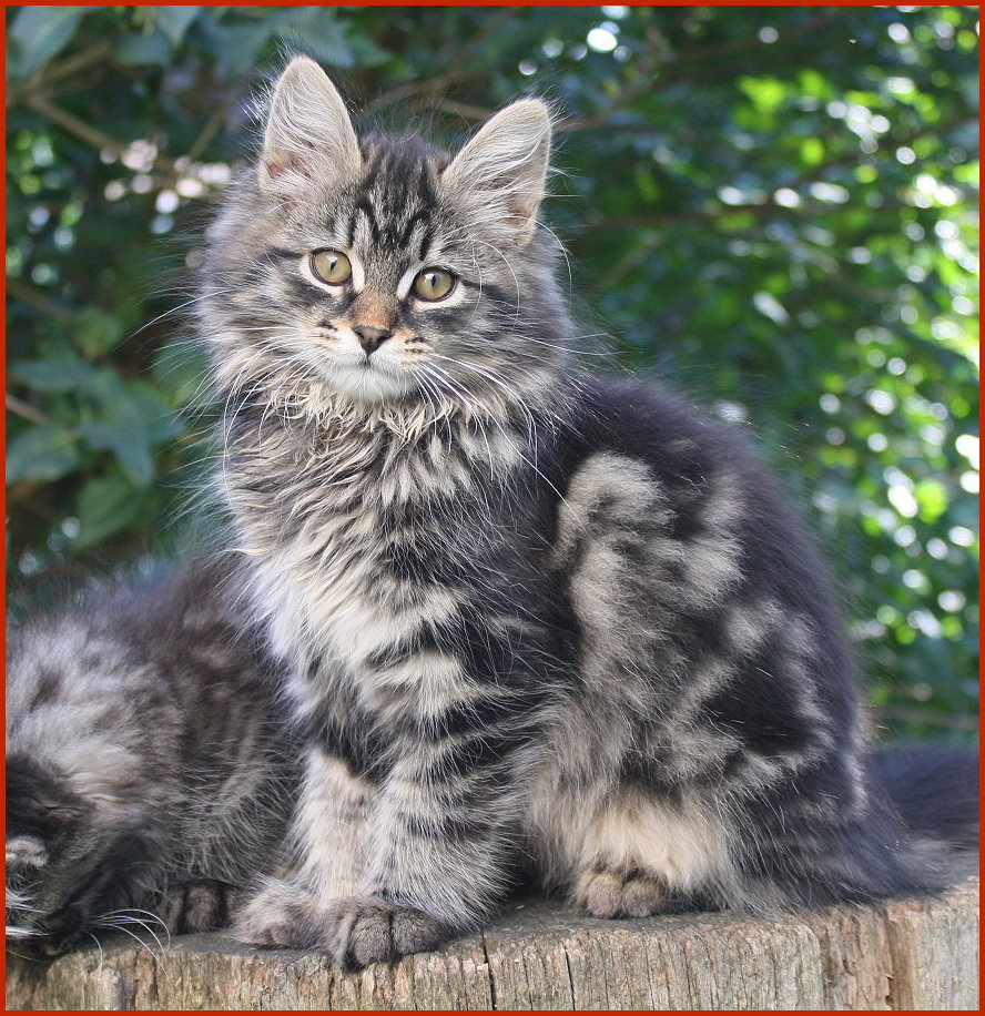 Sibirischer Kater Darwin von den Schwarzwaldtigern