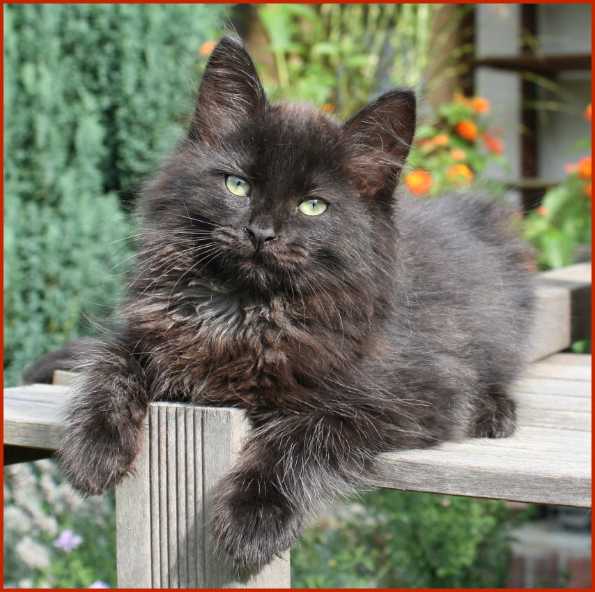 Sibirischer Kater Dementi von den Schwarzwaldtigern