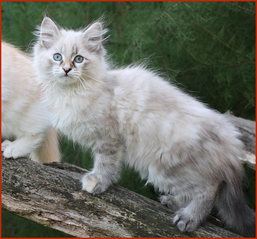 Sibirische Katze Diva von den Schwarzwaldtigern