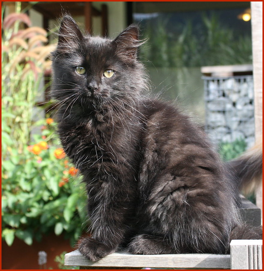 Sibirischer Kater Dragan von den Schwarzwaldtigern