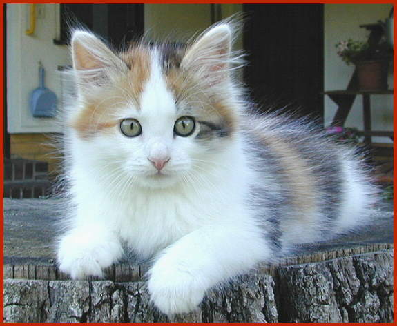 Sibirische Katze Damaris von den Schwarzwaldtigern