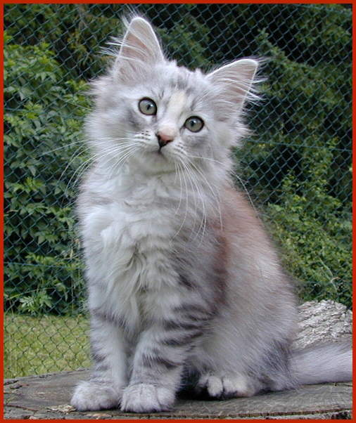 Sibirische Katze Dilara von den Schwarzwaldtigern