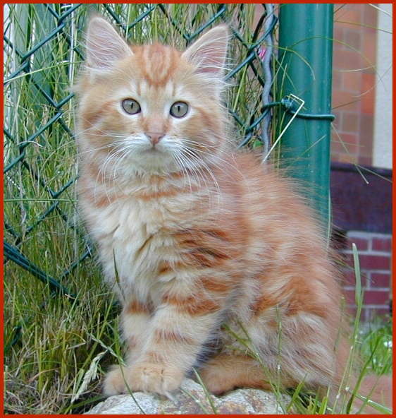 Sibirische Katze Dorkas von den Schwarzwaldtigern