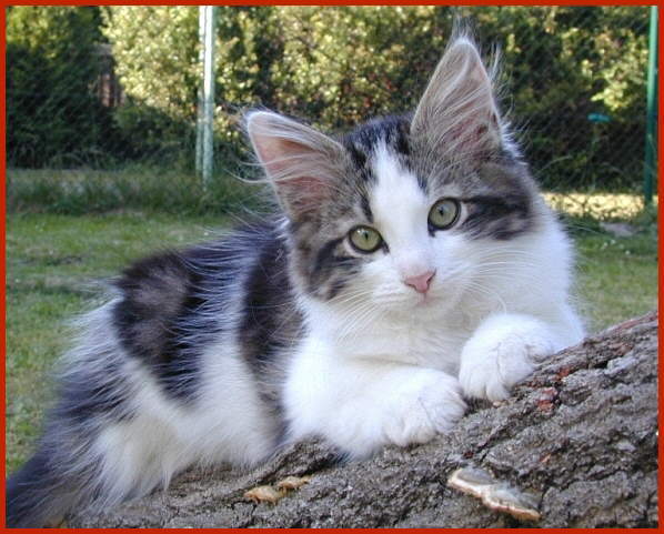 Sibirische Katze Dusja von den Schwarzwaldtigern