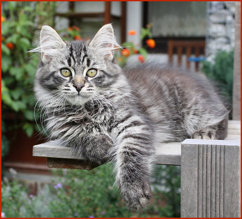 Sibirischer Kater Elo von den Schwarzwaldtigern