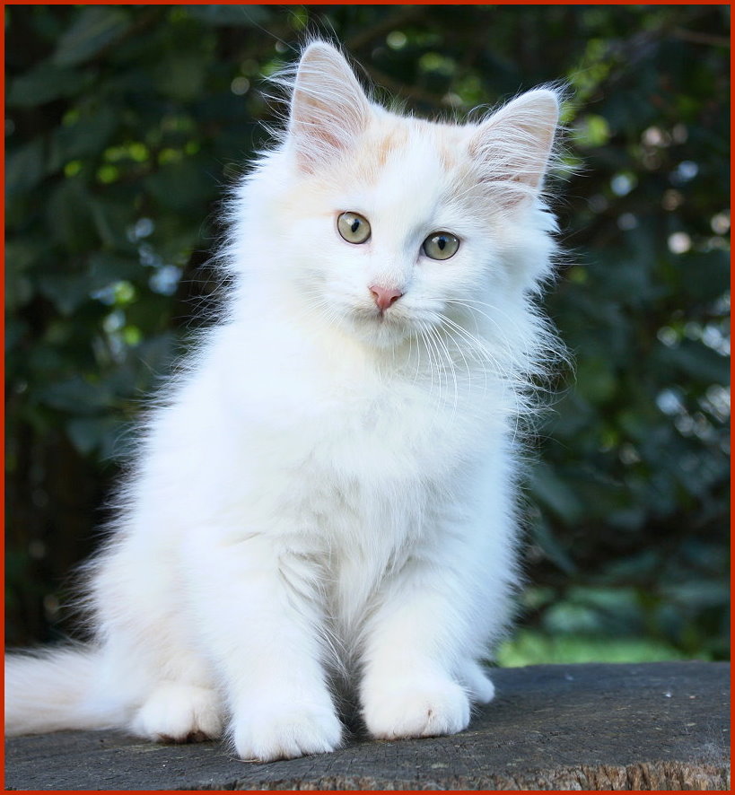 Sibirischer Kater Emelian von den Schwarzwaldtigern