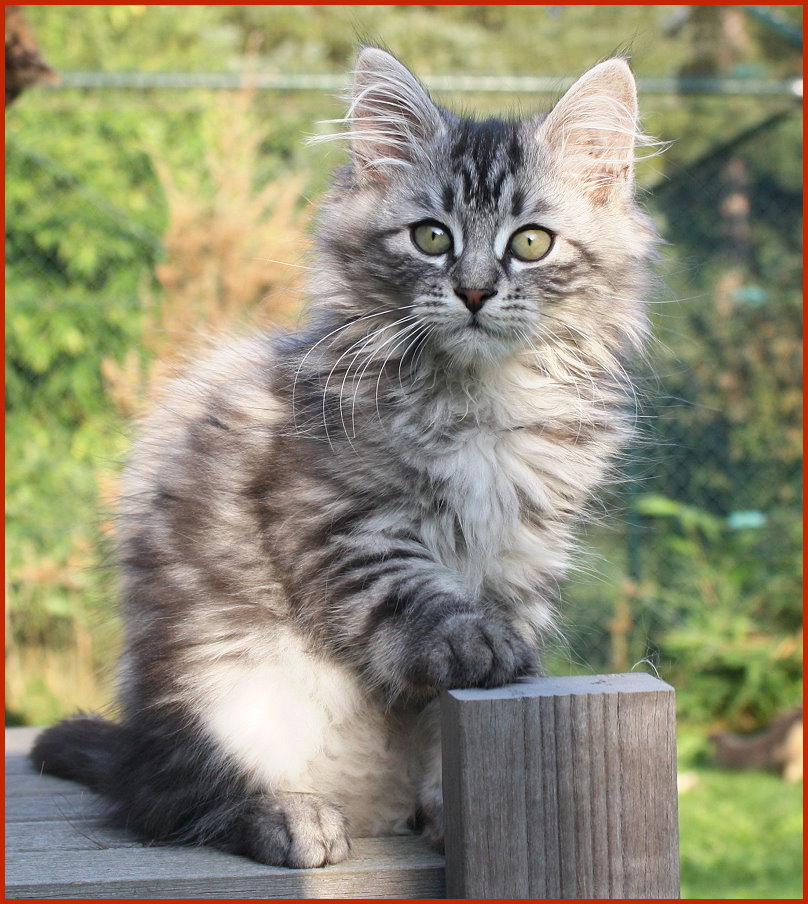 Sibirischer Kater Enot von den Schwarzwaldtigern