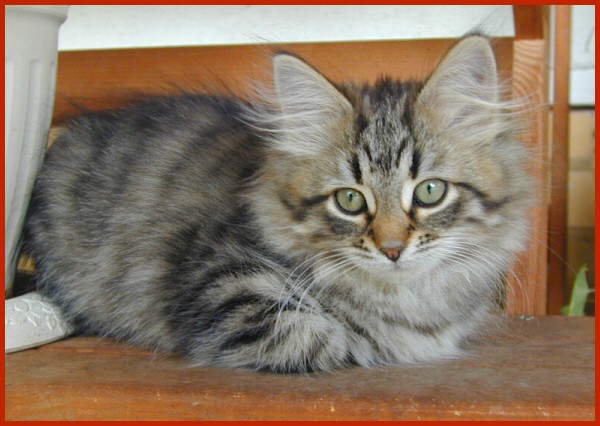 Sibirische Katze Ellinor von den Schwarzwaldtigern