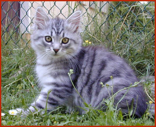 Sibirische Katze Et Cetera von den Schwarzwaldtigern