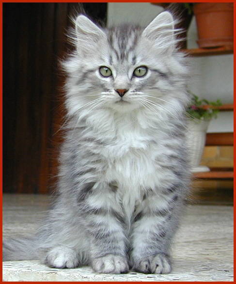 Sibirische Katze Eureka von den Schwarzwaldtigern