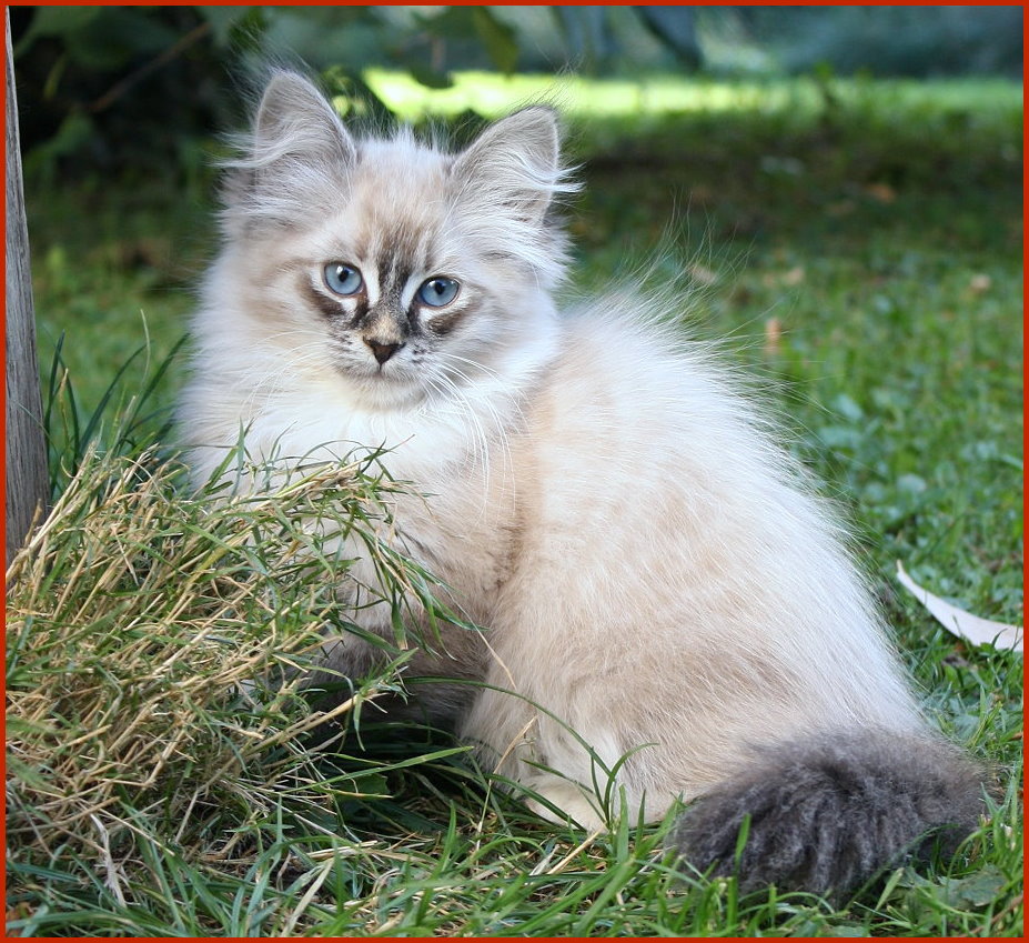 Sibirische Katze Farida von den Schwarzwaldtigern