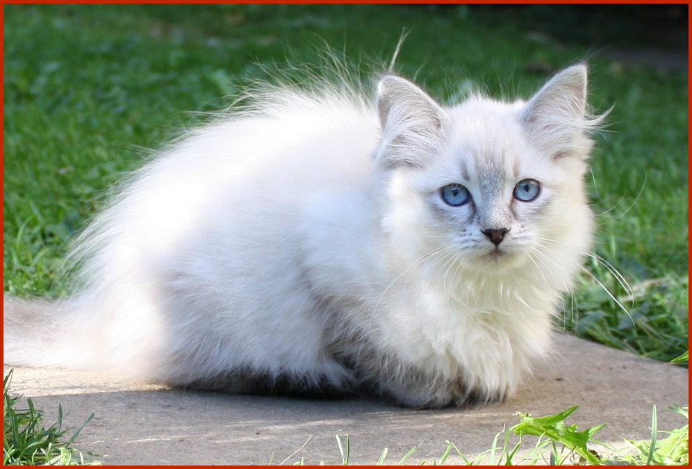 Sibirische Katze Fenella von den Schwarzwaldtigern
