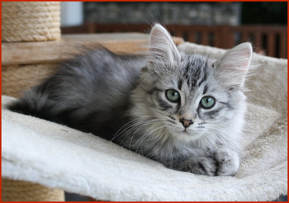 Sibirischer Kater Fidibus von den Schwarzwaldtigern