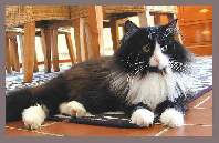 Sibirische Zuchtkatze