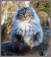 Sibirischer Zuchtkater