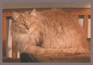 Sibirische Zuchtkatze