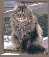 Sibirische Zuchtkatze