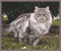 Sibirische Zuchtkatze