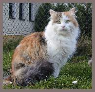 Sibirische Zuchtkatze