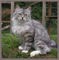 Sibirische Zuchtkatze