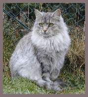 Sibirische Zuchtkatze