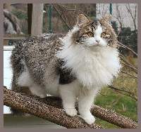 Sibirische Zuchtkatze