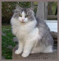 Sibirischer Zuchtkater