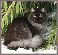 Sibirische Zuchtkatze