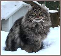 Sibirische Zuchtkatze