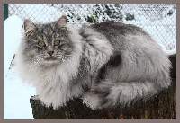 Sibirischer Zuchtkater