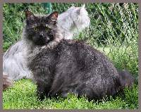 Sibirische Zuchtkatze