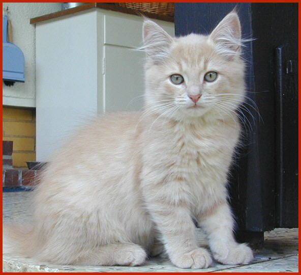 Sibirische Katze Fialka von den Schwarzwaldtigern