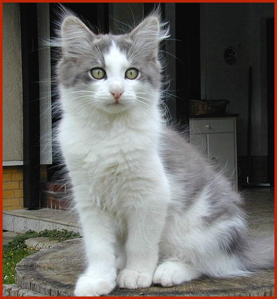 Sibirische Katze Fiasko von den Schwarzwaldtigern