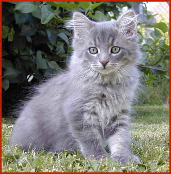 Sibirische Katze Fjodor von den Schwarzwaldtigern